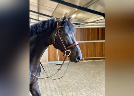 Zangersheider, Gelding, 12 years, 16,1 hh, Black