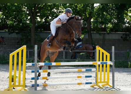 Zangersheider, Gelding, 12 years, 17.2 hh, Bay-Dark