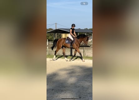 Zangersheider, Gelding, 13 years, 16,1 hh, Smoky-Black