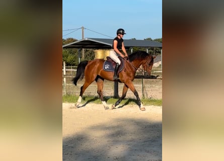 Zangersheider, Gelding, 13 years, 16,1 hh, Smoky-Black