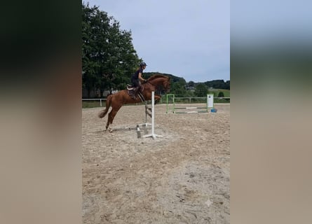 Zangersheider, Gelding, 13 years, 16 hh, Chestnut-Red