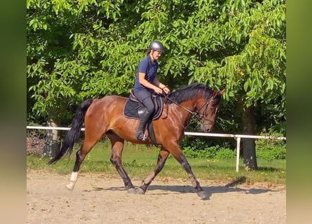 Zangersheider, Gelding, 13 years, 16,1 hh, Brown