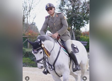 Zangersheider, Gelding, 14 years, 15.1 hh, Grey