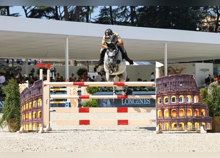 Zangersheider, Gelding, 14 years, 15.1 hh, Grey