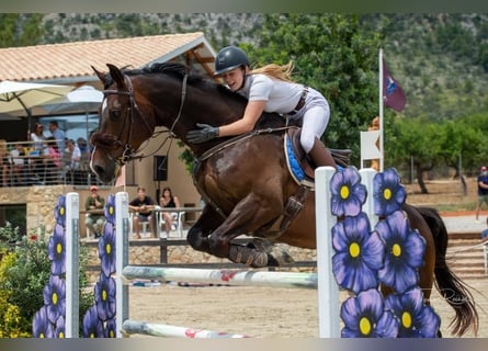 Zangersheider, Gelding, 14 years, 16.1 hh, Bay-Dark