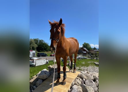 Zangersheider, Gelding, 15 years, 16.2 hh, Chestnut-Red