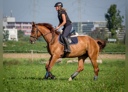 Zangersheider, Gelding, 15 years, 16.2 hh, Chestnut-Red