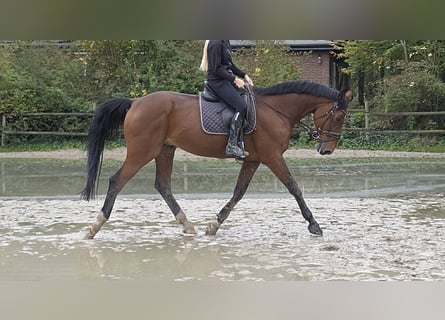 Zangersheider, Gelding, 15 years, 16.3 hh, Brown