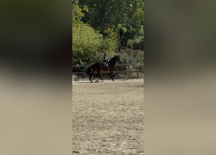 Zangersheider, Gelding, 15 years