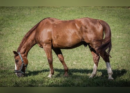 Zangersheider, Gelding, 16 years, 16 hh, Chestnut