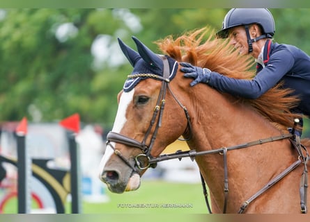 Zangersheider, Gelding, 16 years, 17,1 hh, Chestnut-Red