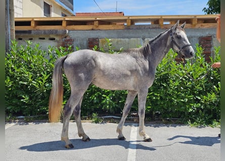 Zangersheider, Gelding, 2 years, 15,1 hh, Gray
