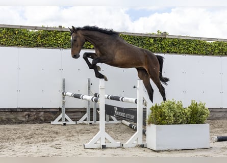 Zangersheider, Gelding, 2 years, 16.1 hh