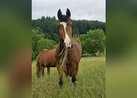Zangersheider, Gelding, 2 years, 16.2 hh, Brown
