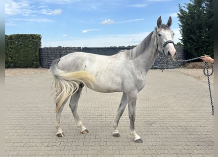 Zangersheider, Gelding, 2 years, 16 hh