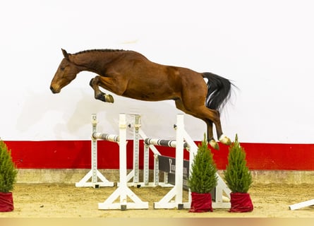 Zangersheider, Gelding, 3 years, 15,1 hh, Brown