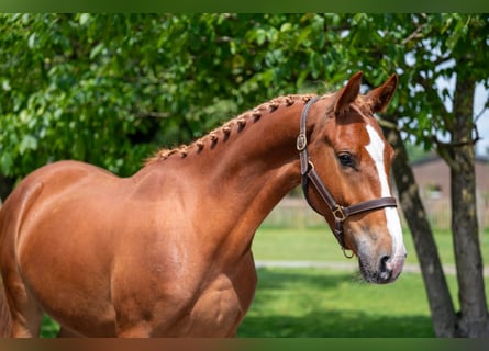 Zangersheider, Gelding, 3 years, 15,2 hh, Chestnut-Red