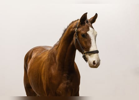 Zangersheider, Gelding, 3 years, 16,1 hh, Brown