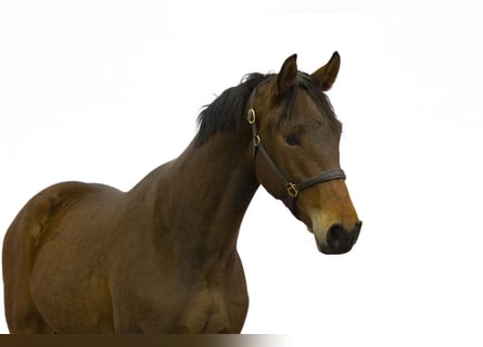 Zangersheider, Gelding, 3 years, 16,2 hh, Brown