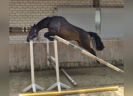 Zangersheider, Gelding, 3 years, 16.2 hh, Smoky-Black