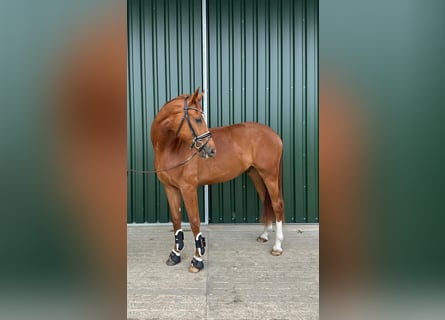 Zangersheider, Gelding, 3 years, 16.3 hh, Chestnut-Red