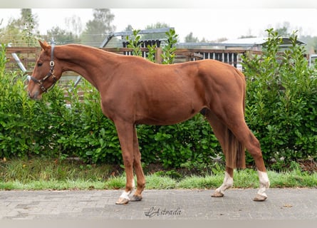 Zangersheider, Gelding, 3 years, 16 hh, Chestnut-Red