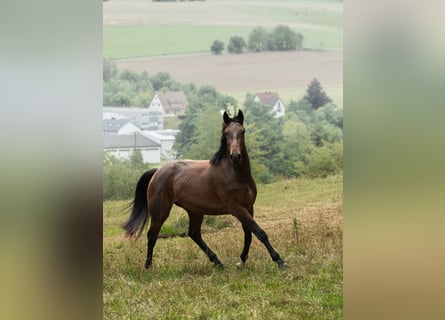 Zangersheider, Gelding, 3 years, 16,1 hh, Brown