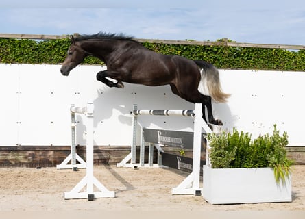Zangersheider, Gelding, 3 years, 16,1 hh, Grey