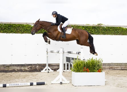 Zangersheider, Gelding, 3 years, 16,2 hh, Bay-Dark