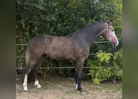 Zangersheider, Gelding, 3 years, 16,2 hh, Grey