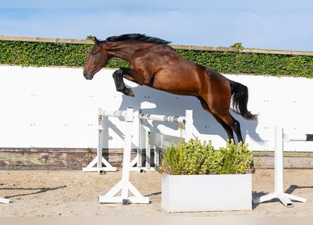Zangersheider, Gelding, 3 years, 17 hh, Bay-Dark