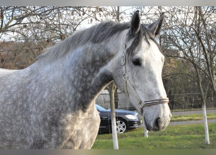 Zangersheider, Gelding, 3 years, 17 hh, Gray-Red-Tan