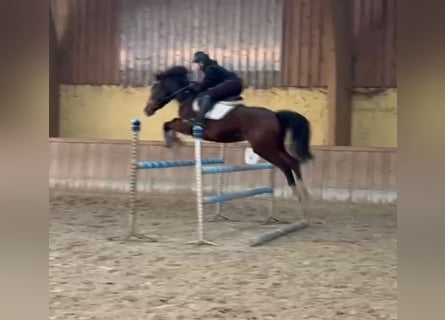 Zangersheider, Gelding, 4 years, 15,3 hh, Bay-Dark