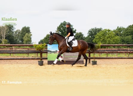 Zangersheider, Gelding, 4 years, 16.1 hh, Bay-Dark