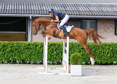 Zangersheider, Gelding, 4 years, 16.1 hh, Chestnut-Red