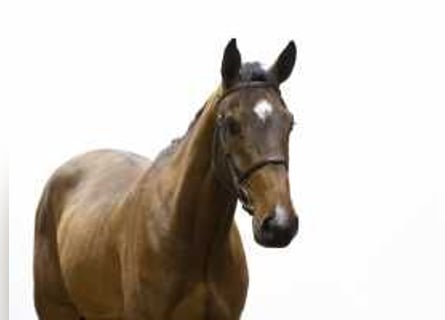 Zangersheider, Gelding, 4 years, 16,2 hh, Brown