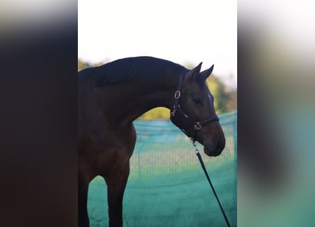 Zangersheider, Gelding, 4 years, 16,3 hh, Bay