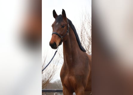 Zangersheider, Gelding, 4 years, 16,3 hh, Brown