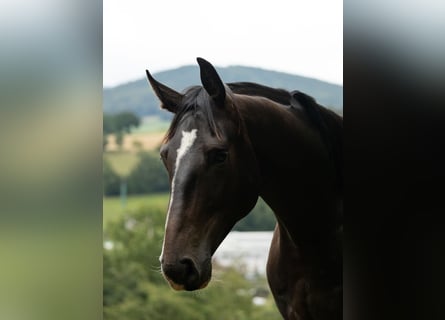 Zangersheider, Gelding, 4 years, 16 hh, Bay-Dark