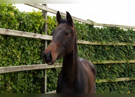 Zangersheider, Gelding, 4 years, 16 hh, Bay-Dark Zangersheider, Gelding, 4 years, 16 hh, Bay-Dark