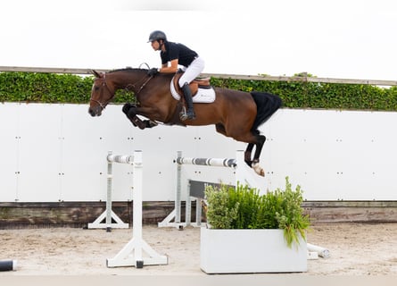Zangersheider, Gelding, 4 years, 16 hh, Bay-Dark