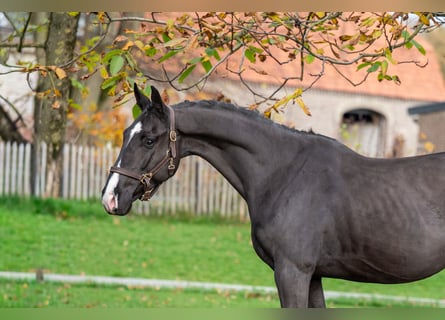 Zangersheider, Gelding, 4 years, 16 hh, Black
