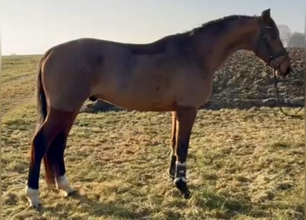 Zangersheider, Gelding, 4 years, 16 hh, Brown