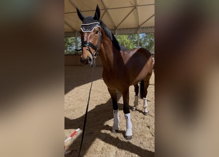 Zangersheider, Gelding, 4 years, 16 hh, Brown