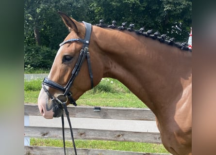 Zangersheider, Gelding, 4 years, 16 hh, Brown