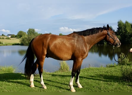 Zangersheider, Gelding, 4 years, 16,1 hh, Brown
