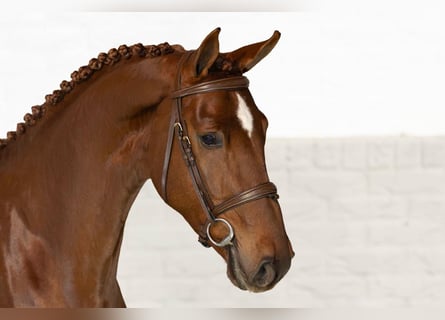 Zangersheider, Gelding, 4 years, 16,1 hh