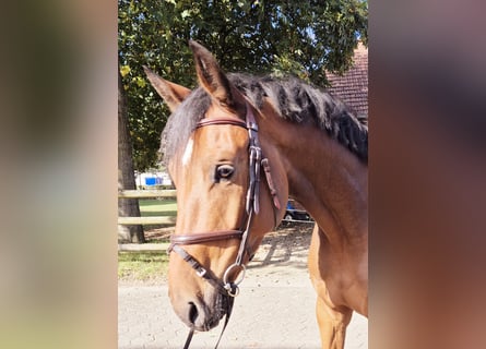 Zangersheider, Gelding, 4 years, 16,2 hh, Brown