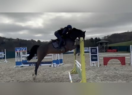 Zangersheider, Gelding, 4 years, 16,2 hh, Brown