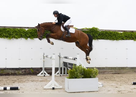 Zangersheider, Gelding, 4 years, 16,2 hh, Brown